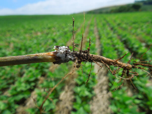 Lesões de Sclerotium rolfsii no colo e no sistema radicular da planta de feijão.