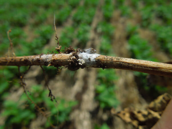 Micélio de Sclerotium rolfsii causador da podridão do colo com a formação de escleródios em feijoeiro.