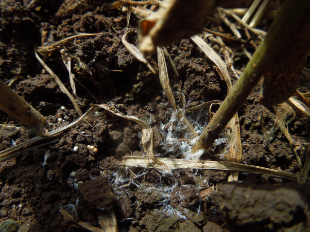 Micélio de Sclerotium rolfsii causador da podridão do colo em feijão se desenvolvendo no colo da planta e no solo.