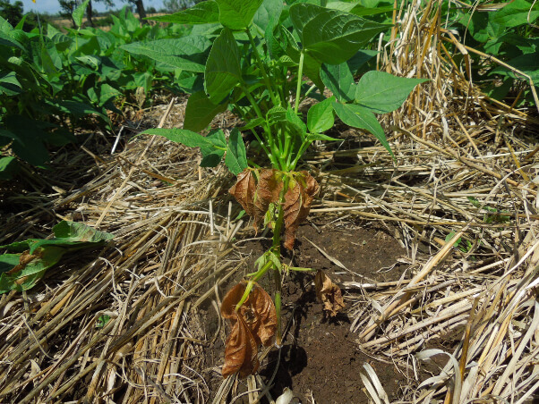 Planta de feijão com sintomas de podridão do solo (Sclerotium rolfsii).