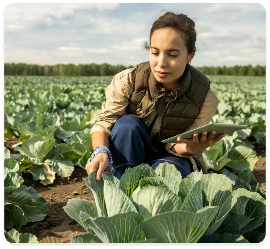 A imagem mostra uma mulher em um campo, examinando atentamente uma planta de repolho enquanto segura um tablet.