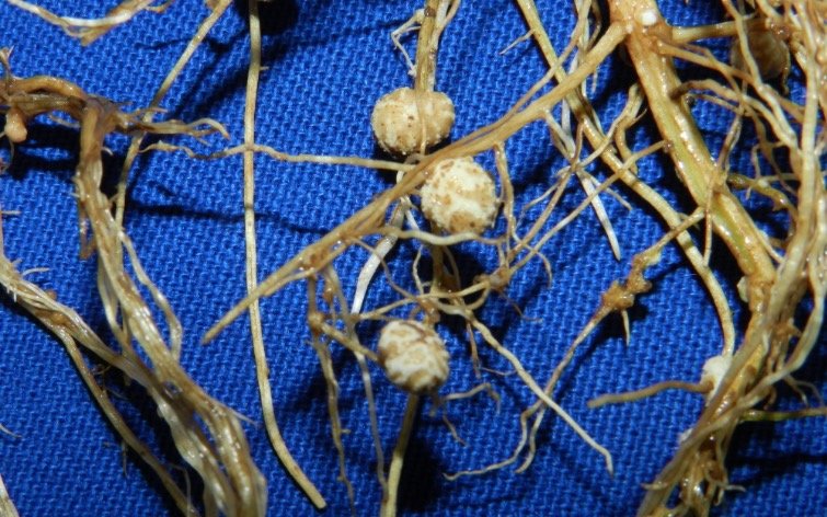Figura 1 - Nódulos fixadores presentes nas raízes de soja 