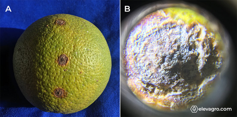 Figura 3- Danos causados Xanthomonas citri subsp. citri em frutos de laranja. A) Lesão avançada. B) Imagem da lesão aproximada. 