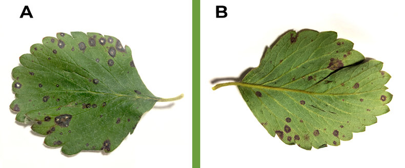 Figura 1. A) Parte adaxial da folha infectada por Mycosphaerella fragariae. B) Parte abaxial da folha infectada por Mycosphaerella fragariae