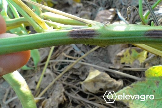 Imagem 2. Sintomas de mancha angular (Pseudocercospora griseola) em ramos de feijão