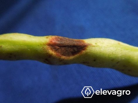 Imagem 3. Sintomas de mancha angular (Pseudocercospora griseola) em vagem de feijão