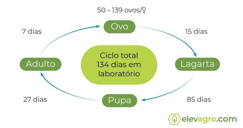 Figura 1. Ciclo da broca-gigante da cana-de-açúcar (Telchin licus). Fonte: Elevagro (2020). 