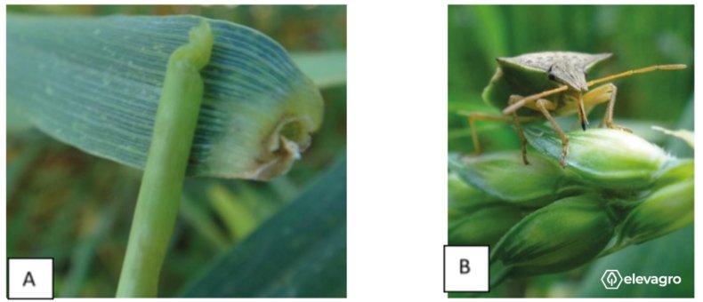 Figura 7. Dano causado por D. furcatus na bainha da folha (A) e D. furcatus perfurando a espigueta do trigo (B).