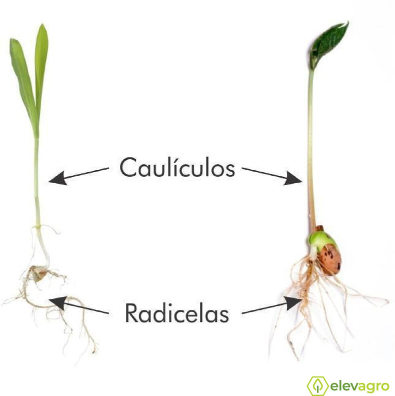Figura 2. Desenvolvimento das radicelas em um leito radicular com solo preparado de forma que a sua estrutura não ofereça resistência estimável (milho e soja, respectivamente). Fonte: Tiago Rodrigo Francetto.