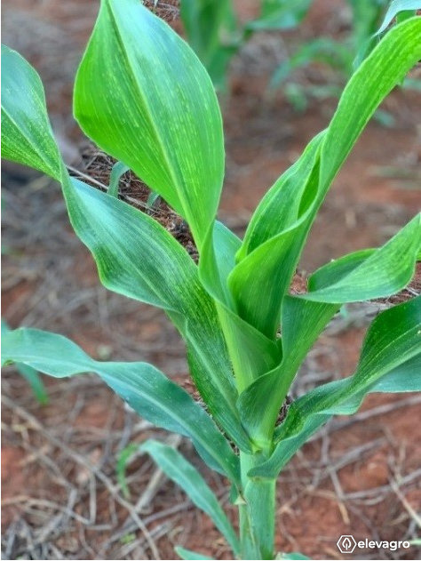 Figura 4. Sintomas de Raiado Fino em planta de milho jovem. Fonte: Aristides Garcia.