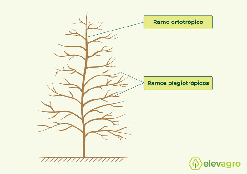 Figura 2. Esquema dos ramos de um cafeeiro arábica. Um ramo vertical (ortotrópico) vegetativo de onde surgem os ramos laterais (plagiotrópico) produtivos. Imagem: Eduardo José de Almeida.
