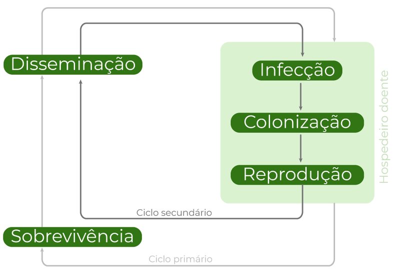 Ciclo de desenvolvimento da doença na planta, dividido entre primário e secundário.