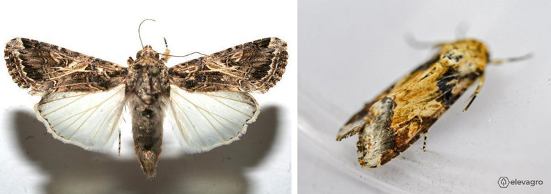 mariposas-spodoptera-cosmioides