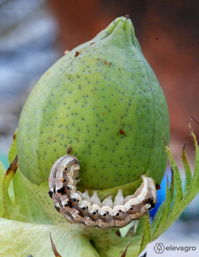 lagarta-helicoverpa-armigera-5-instar-maça-algodao