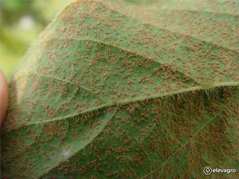fungo-phakopsora-pachyrhizi-ferrugem-soja-patogeno-biotrofico