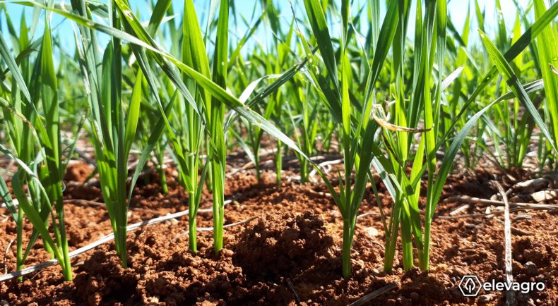 a-competicao-do-trigo-com-as-plantas-daninhas-pode-limitar-consideravelmente-a-produtividade-do-cereal