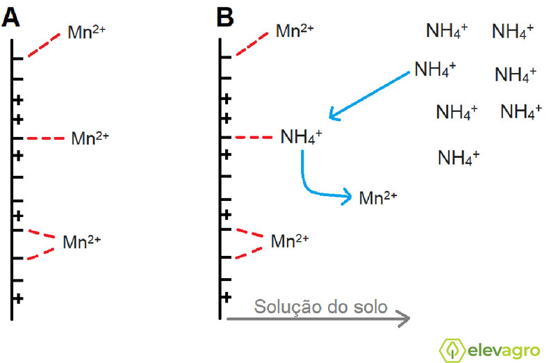 efeito-da-adubacao-com-n-amoniacal-na-disponibilidade-de-Mn2+-em-solos-com-ph-neutro-ou-alcalinos