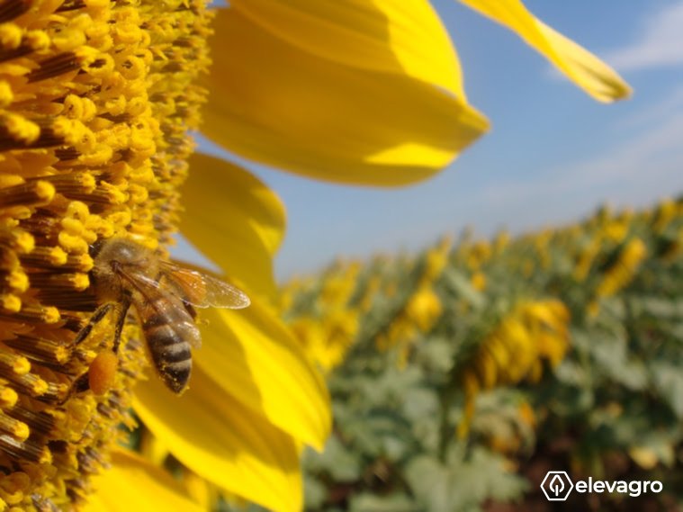 abelha-coberta-de-polen-atuando-na-polinizacao-do-girassol