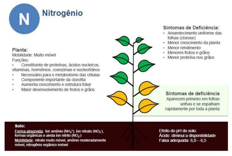deficiência-de-nitrogenio-em-plantas-de-milho-elevagro