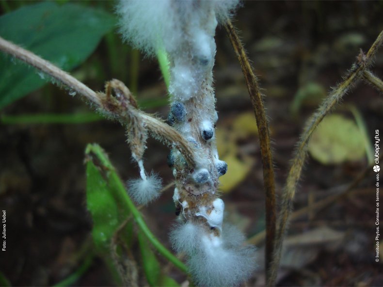 Figura 2. Mofo branco (Sclerotinia sclerotiorum) em soja. Foto: Juliano Ubel, disponível em Elevagro.