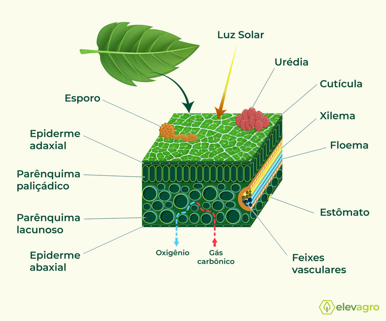 Figura 1. Esquema ilustrativo da anatomia e repartimentos de uma folha vegetal.