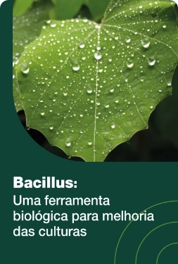 Bacillus: uma ferramenta biológica para melhoria das culturas
