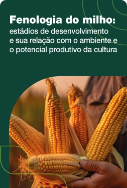 Fenologia do milho: estádios de desenvolvimento e sua relação com o ambiente e o potencial produtivo da cultura