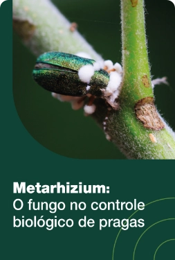 Metarhizium: o fungo no controle biológico de pragas
