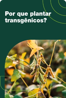 Por que plantar transgênicos?