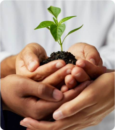 A imagem mostra um close-up de mãos humanas segurando uma pequena planta com terra agarrada às suas raízes.