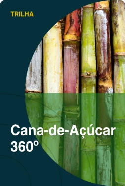 Cana-de-açúcar 360º