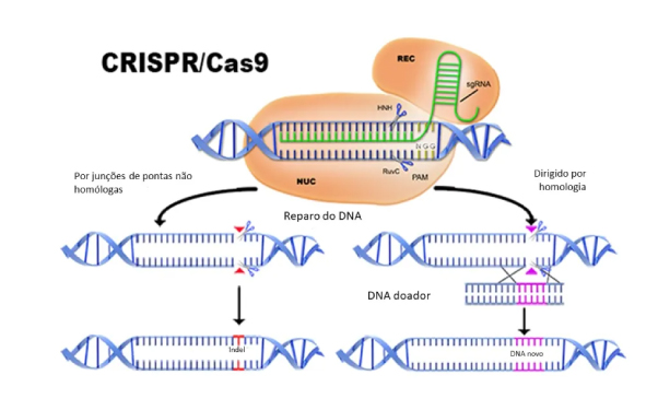 CRISPR na agricultura: esquema de vias ativadas após corte dupla fita pela Cas9