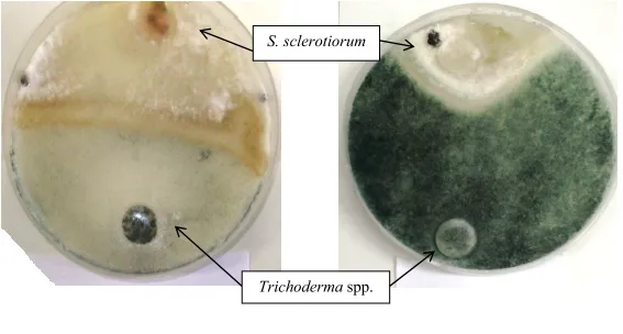 Trichoderma no controle de mofo-branco (Sclerotinium sclerotiorum)