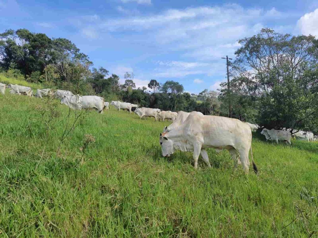 Entenda o contexto da pecuária no Brasil