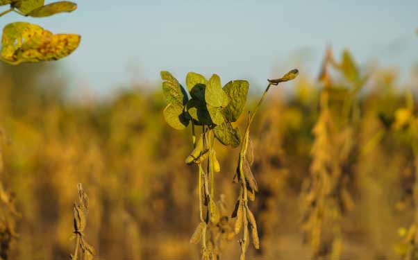 Estresse em plantas: principais tipos e seu impacto