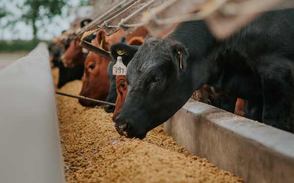 Suplementação a pasto: Como funciona?