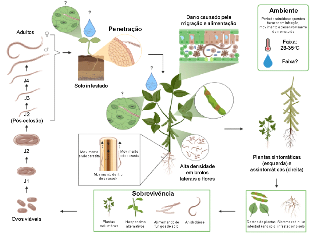 Ciclo de infecção do nematoide da haste verde da soja