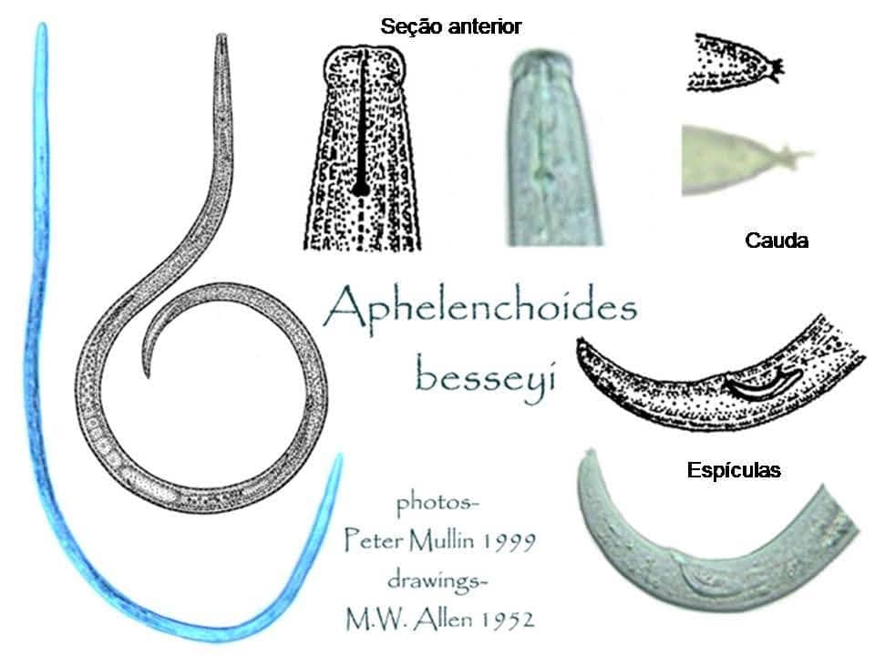 Morfologia do nematoide Aphelenchoides besseyi