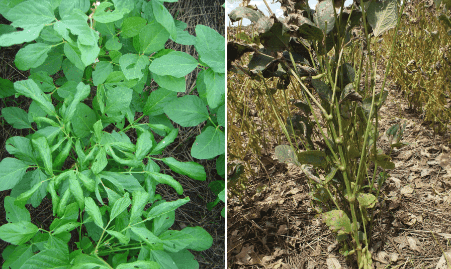 Sintomas da haste verde e retenção foliar da soja