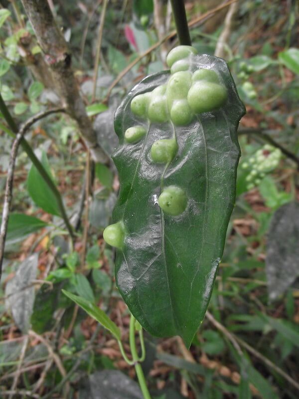 Hipertrofia e hiperplasia (Galha) de tecidos