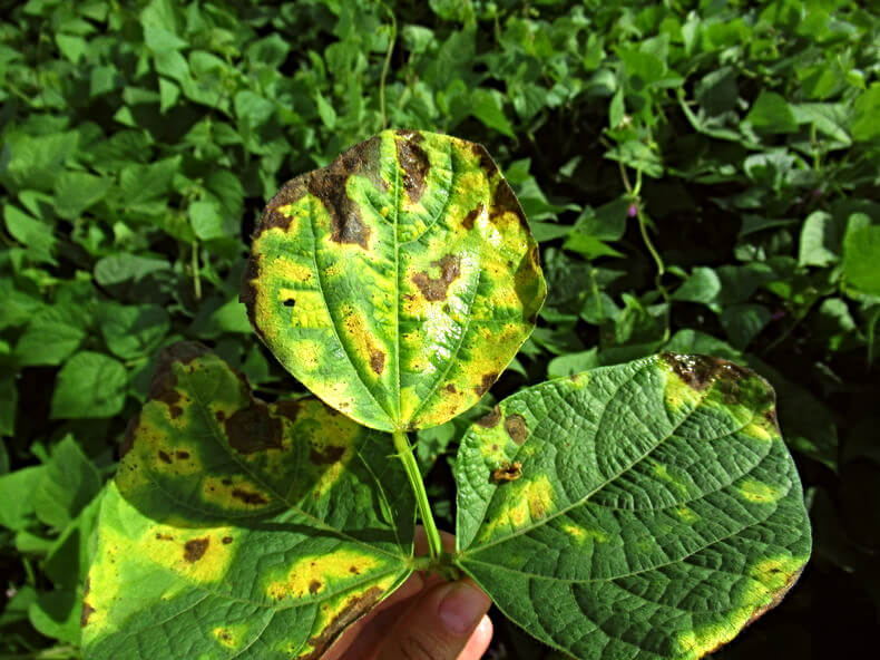 Bactérias fitopatogênicas: o que são e como lidar