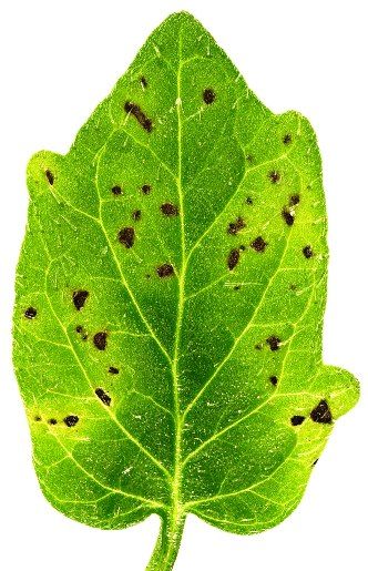 Mancha bacteriana causada por Pseudomonas syringae