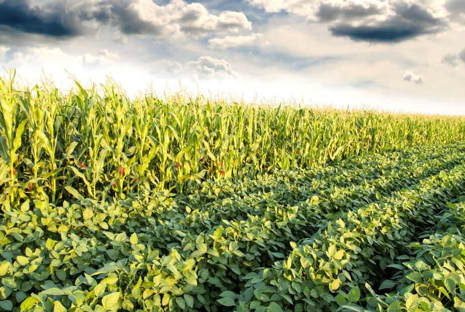 Consórcio de leguminosas: entenda os benefícios para a produção de silagem