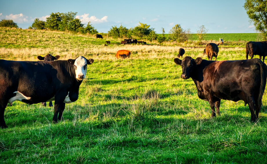 Recuperação de pastagem e produção de silagem em consórcio triplo