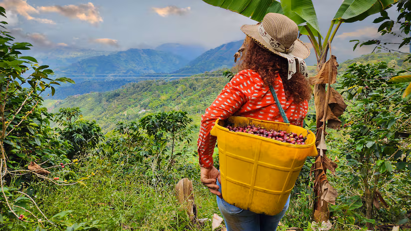 produção de café no campo