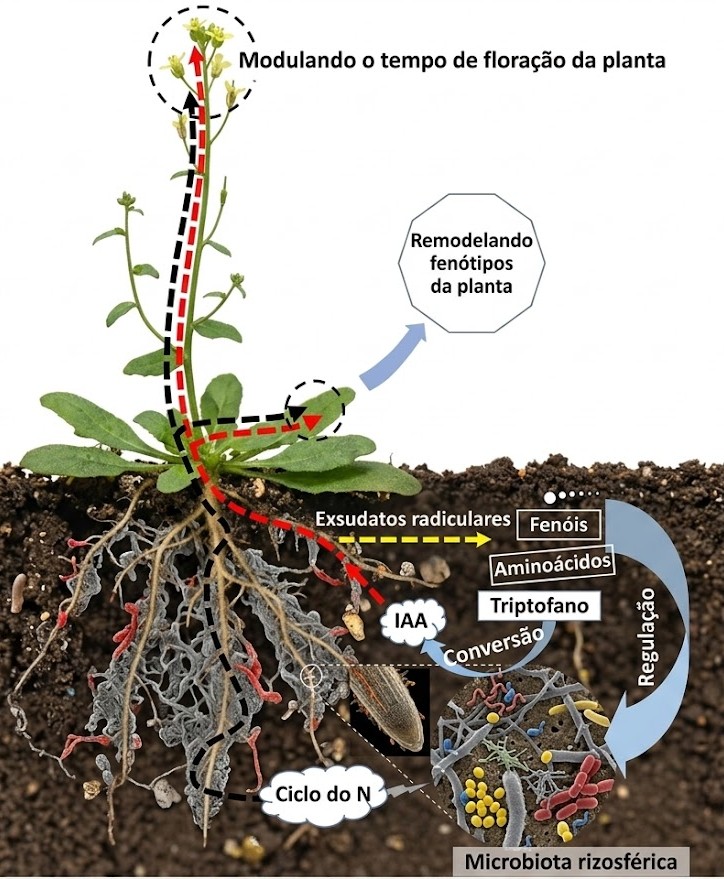 Interação entre raízes e microrganismos do solo para nutrição vegetal.