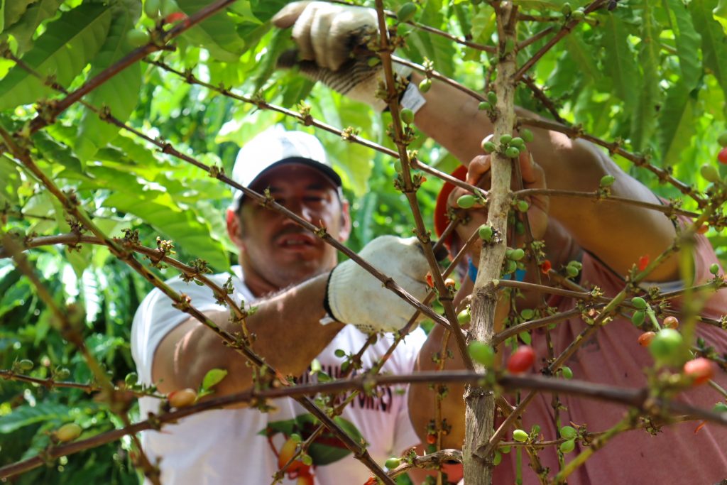 Colheita de grãos de café robusta amazônico, tecnologia desenvolvida pela Empresa Brasileira de Pesquisa Agropecuária.