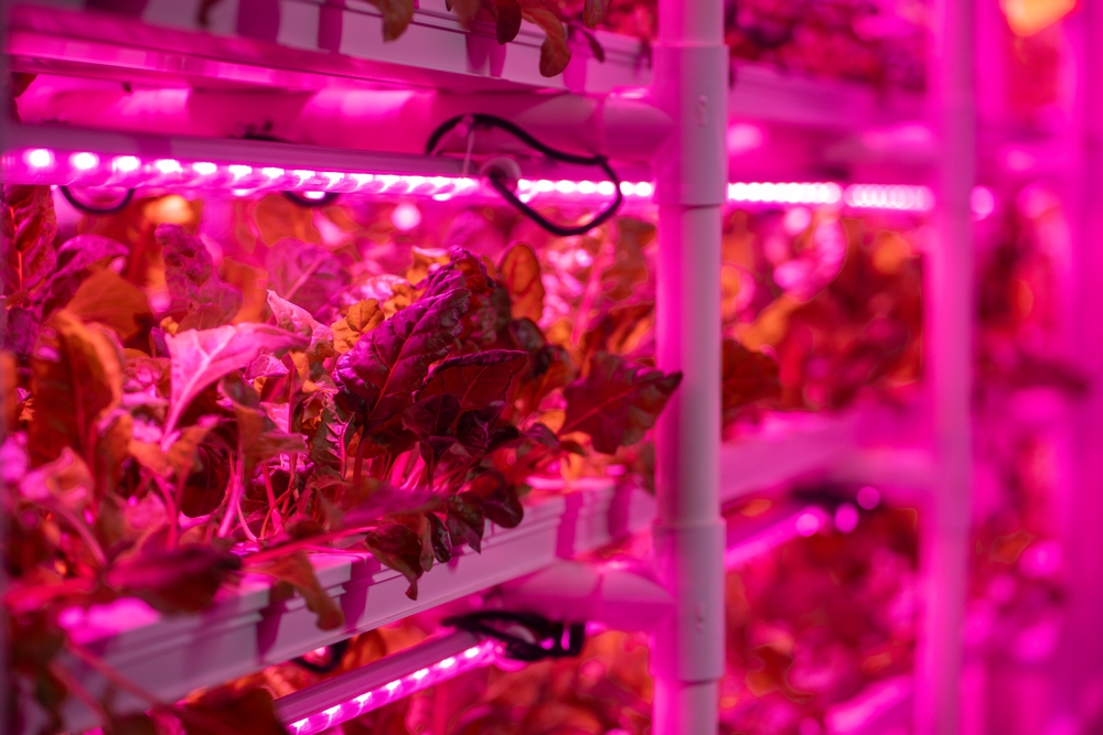 Prateleiras de cultivo vertical com luzes LED rosas em ambiente controlado.