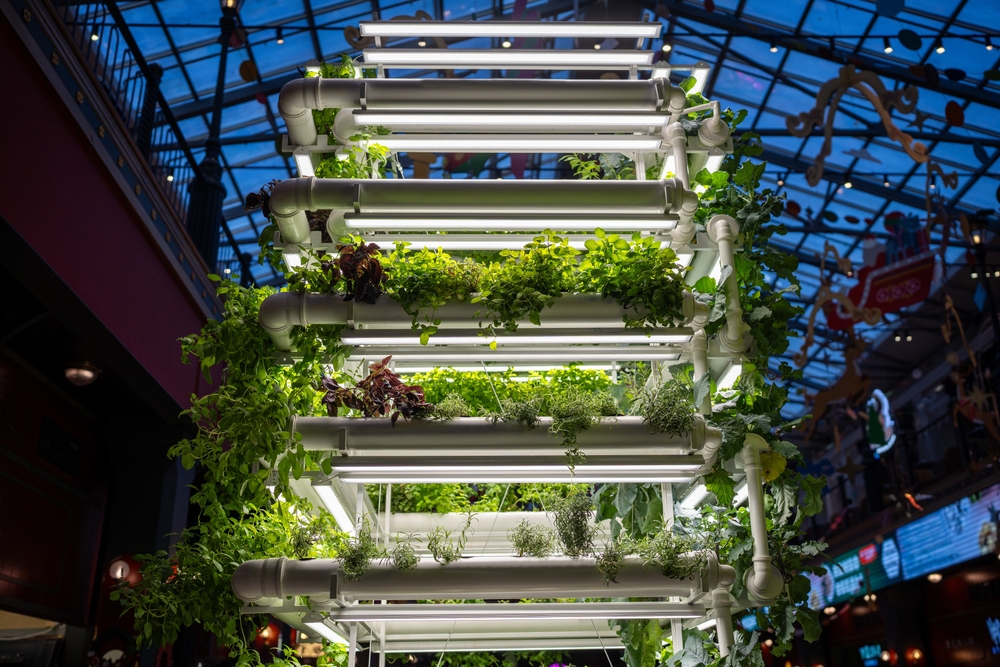 Lavouras de fazendas verticais e agricultura urbana operando com sistemas automatizados de iluminação LED rosa em larga escala.
