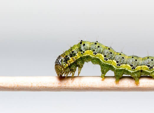 Detalhe macro da lagarta Helicoverpa armigera em uma folha, destacando a importância da identificação para o manejo.